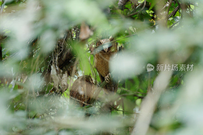 夜行鸟:成年白额镜鸮(Otus sagittatus)。